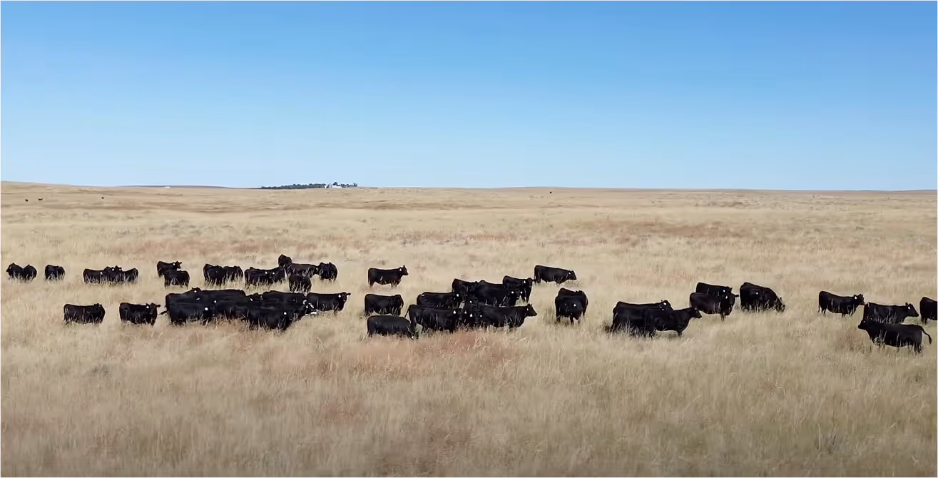 Achievement in Agriculture