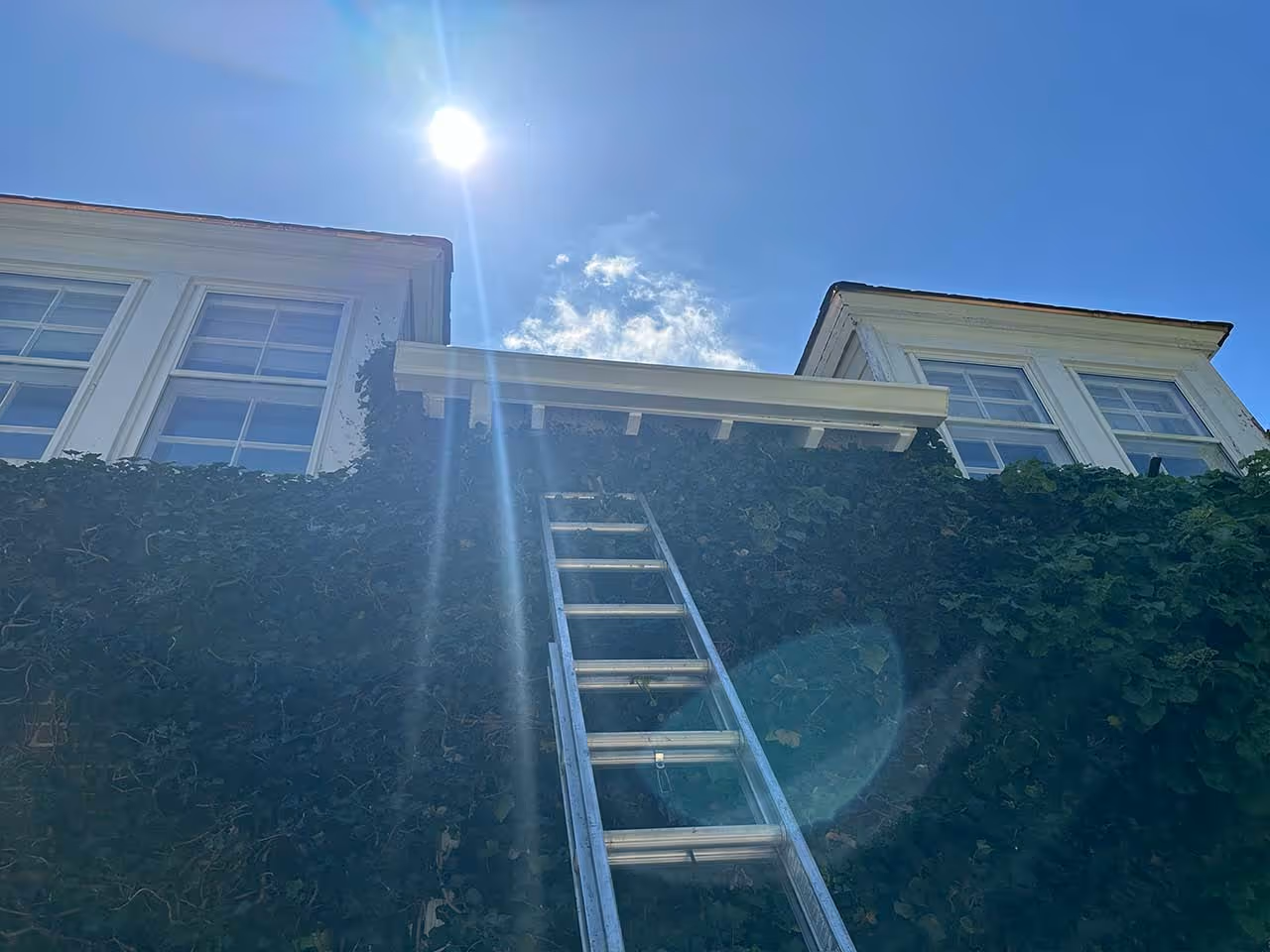 Metal ladder leaning against a house covered in dense green ivy under a bright sunny sky.