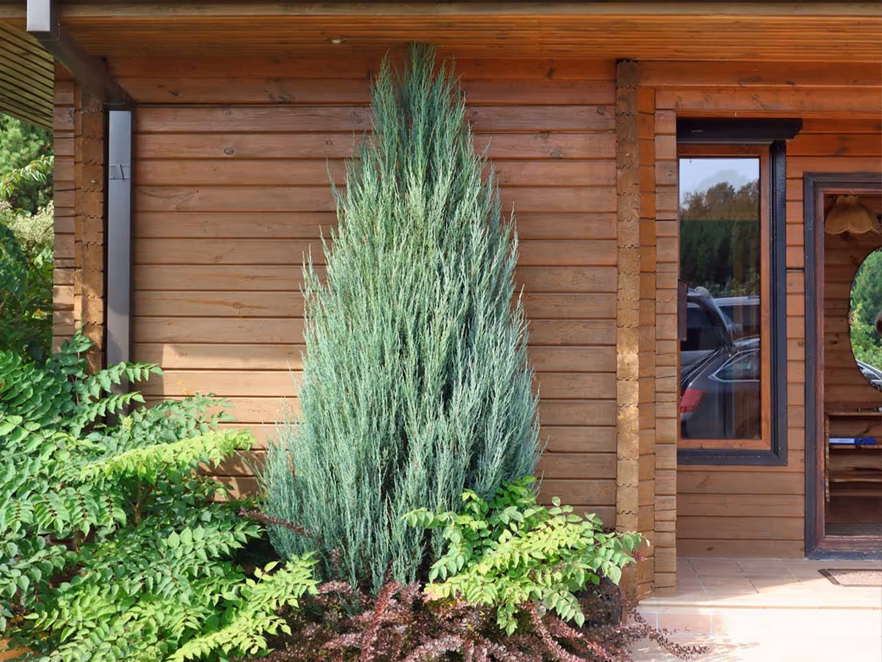 Tall green conifer shrub and other plants in front of a wooden house facade with a window and open door.