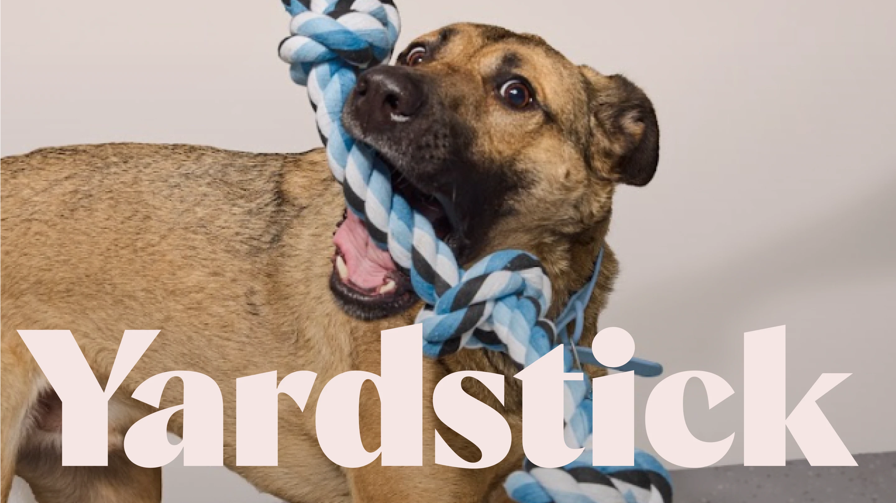 Yardstick Dog Hotel - Lakewood - Pet Services in Dallas
