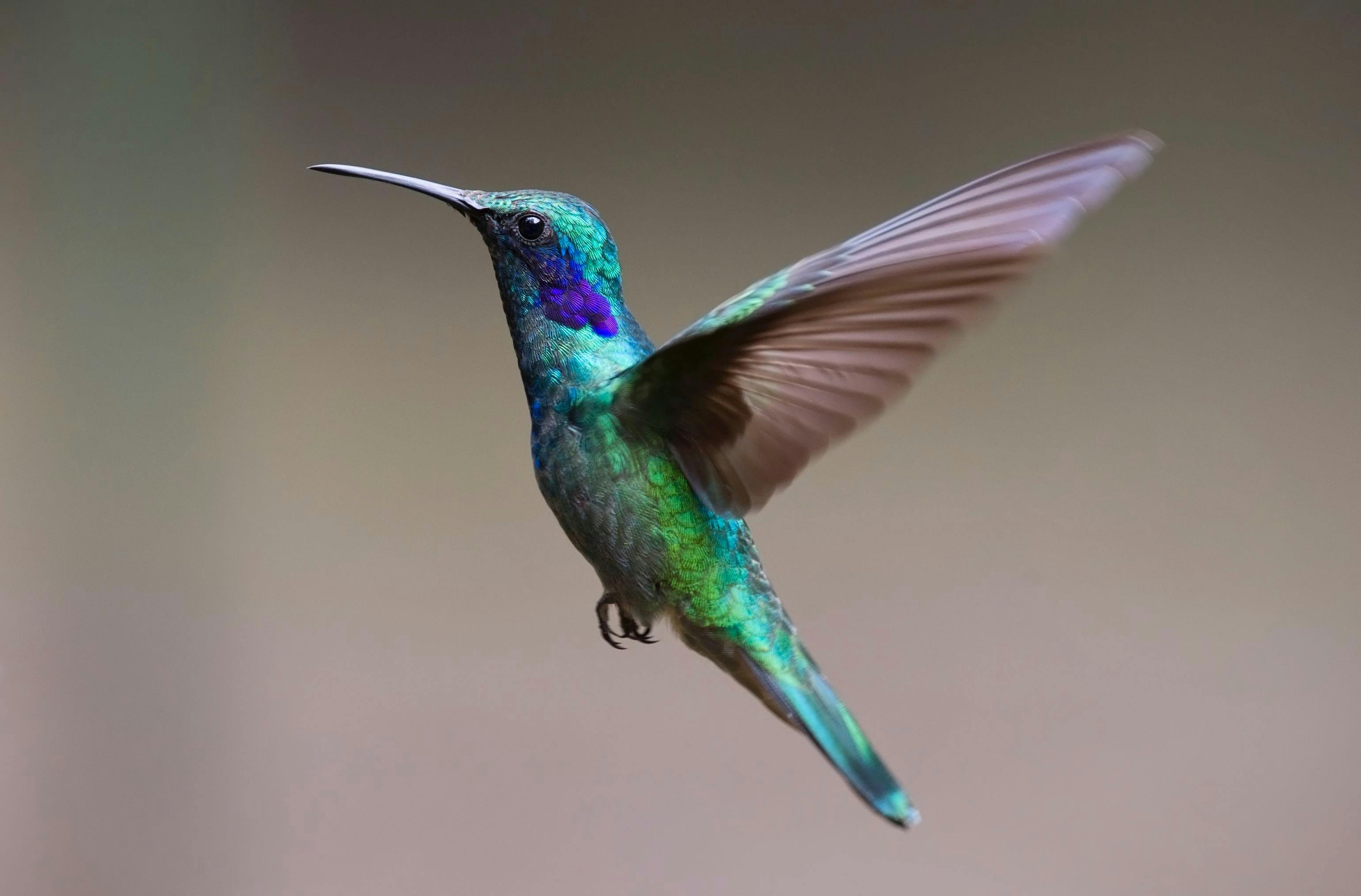 Embodying Hummingbirds: The Unique ADHD Experience of People of Color