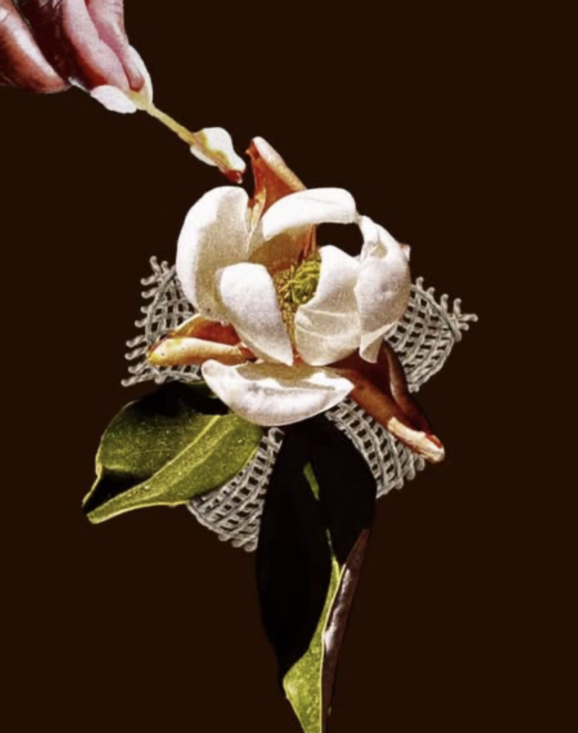 DAWA Heals: Little Flowers Everywhere Art Exhibit by KD Sol Lior