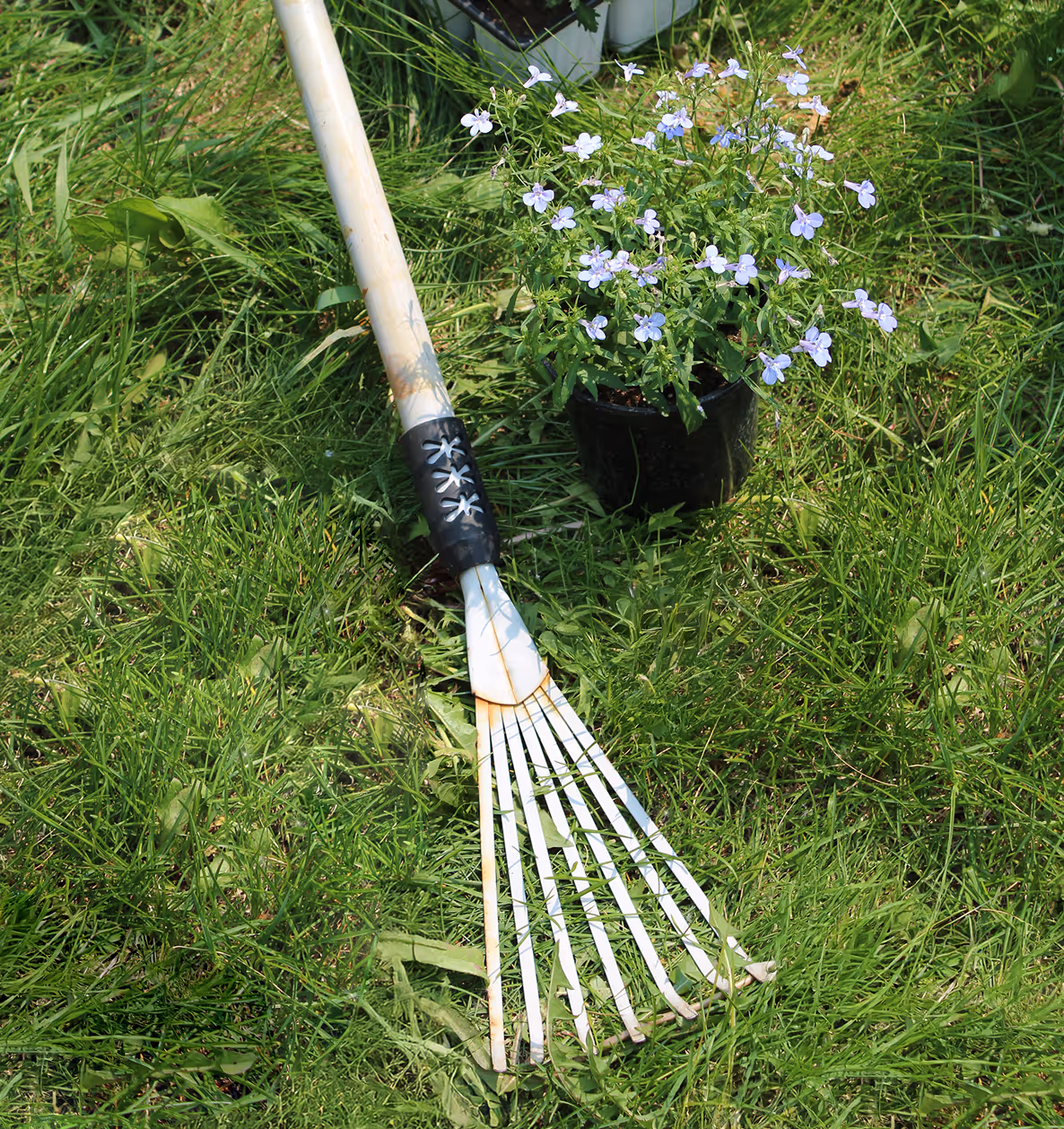 Rake and pot of flower over grass.