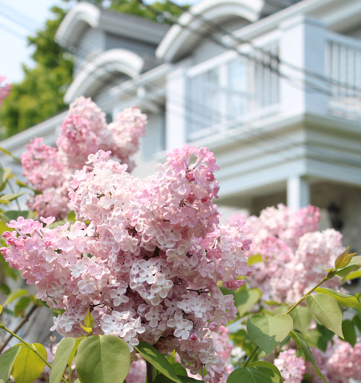 Closeup of flowers.