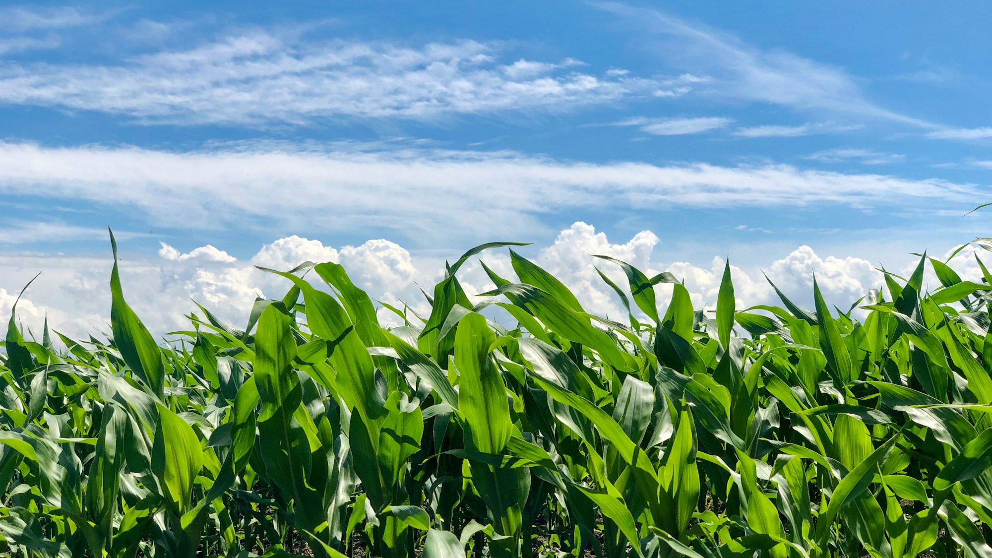 Green corn field under a blue sky with white clouds during daytime.