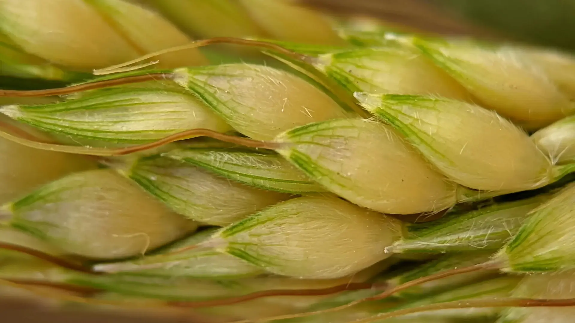 Close-up of ripening wheat heads
