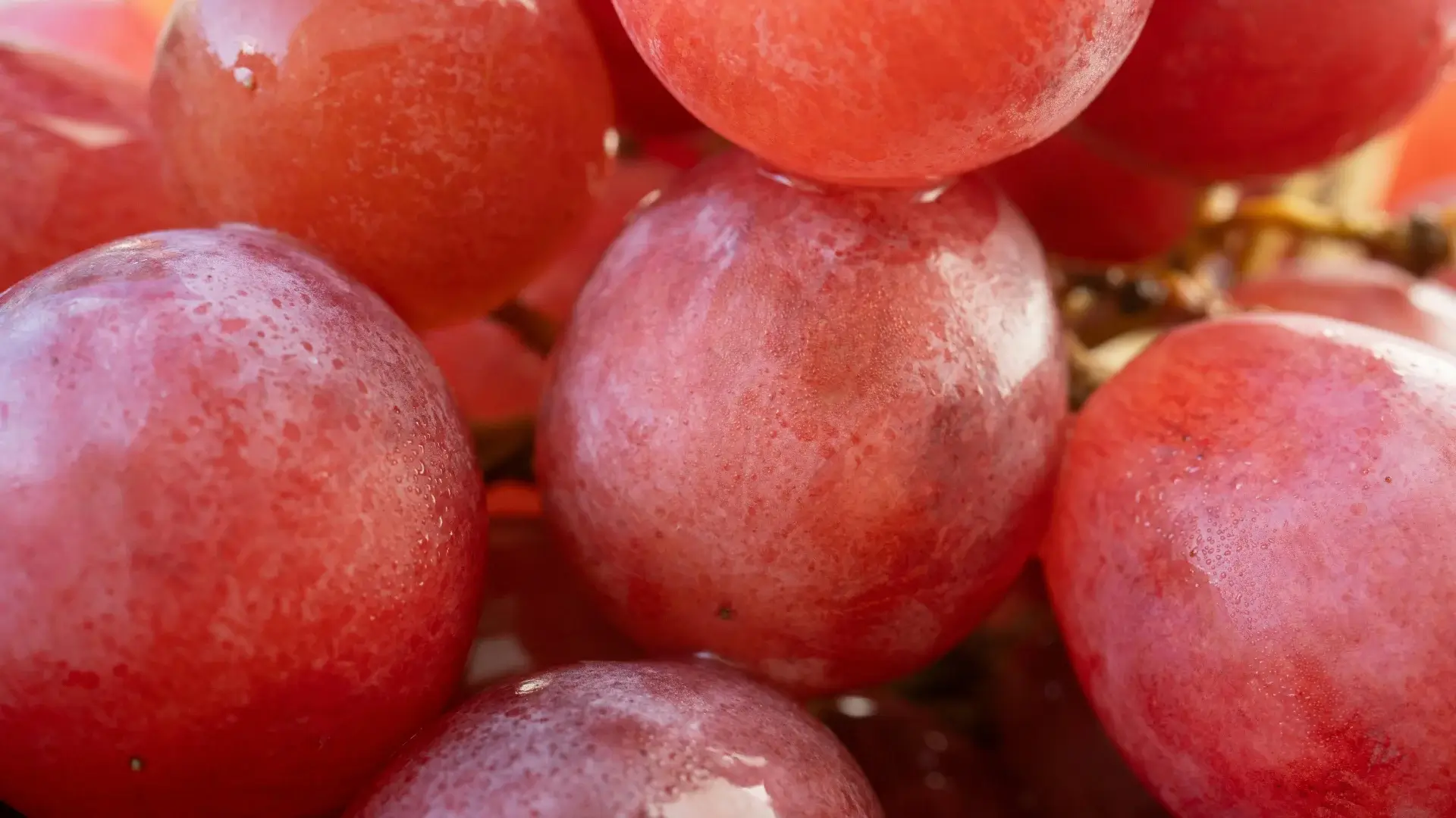 Close-up of fresh red grapes