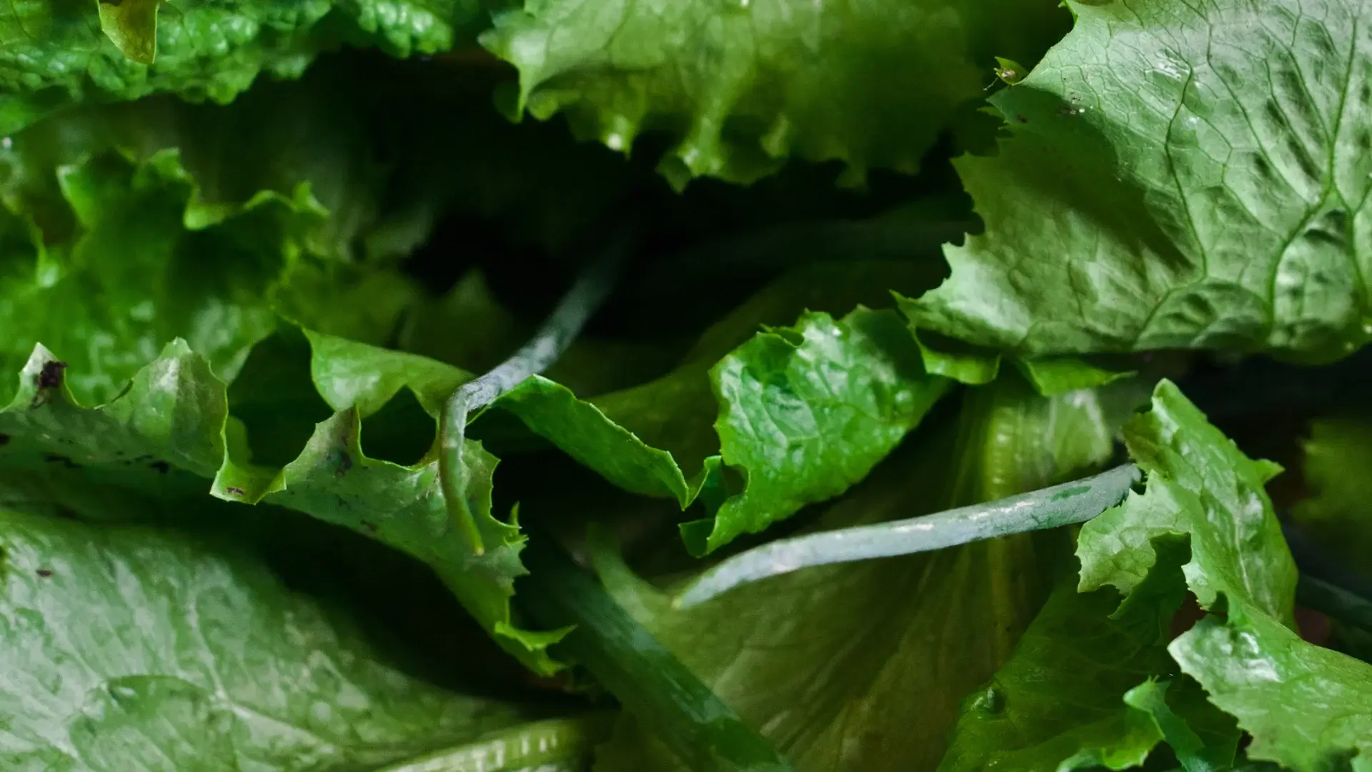 Close-up of fresh green leafy lettuce