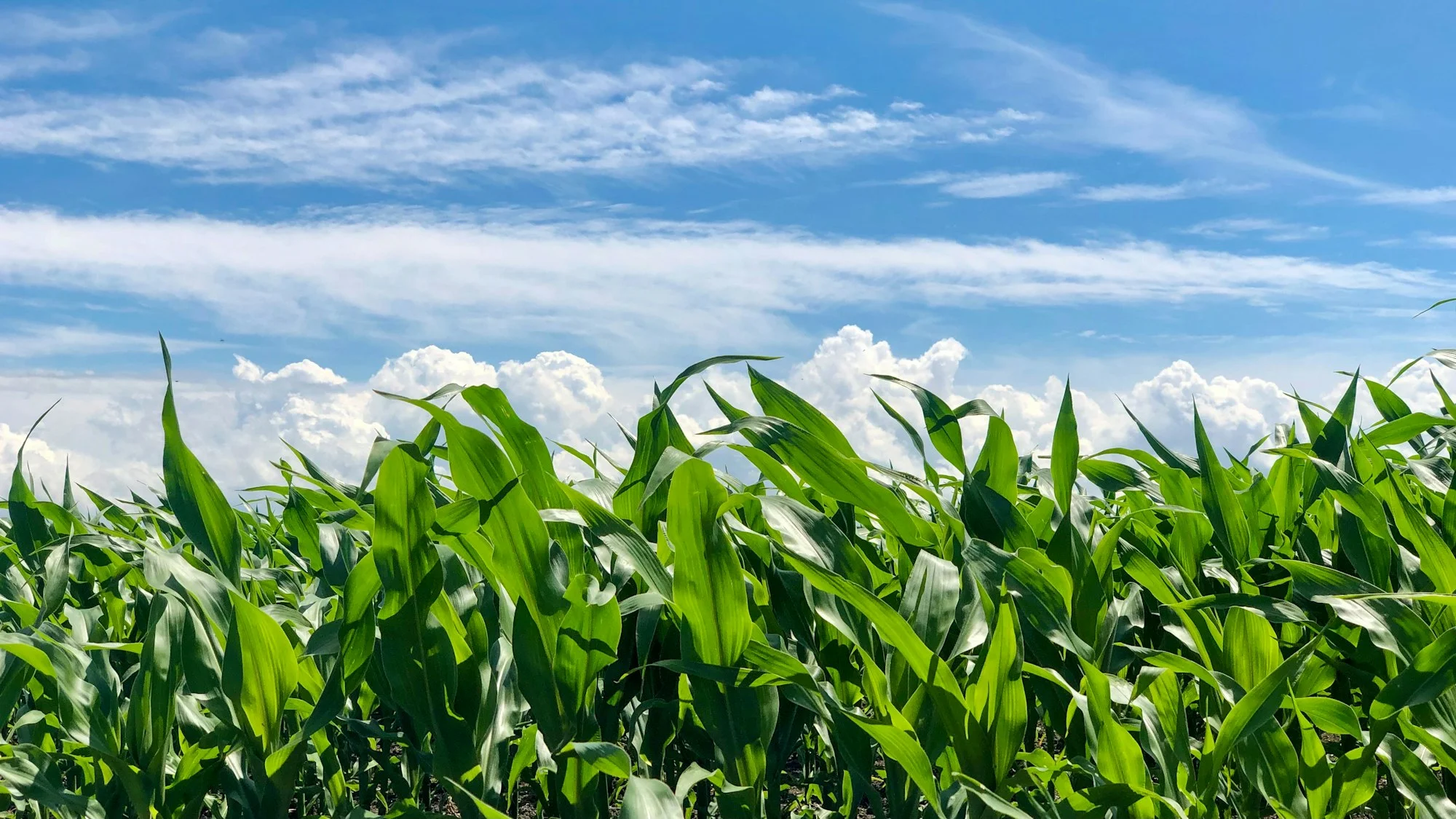 Rows of green corn growing under a blue sky