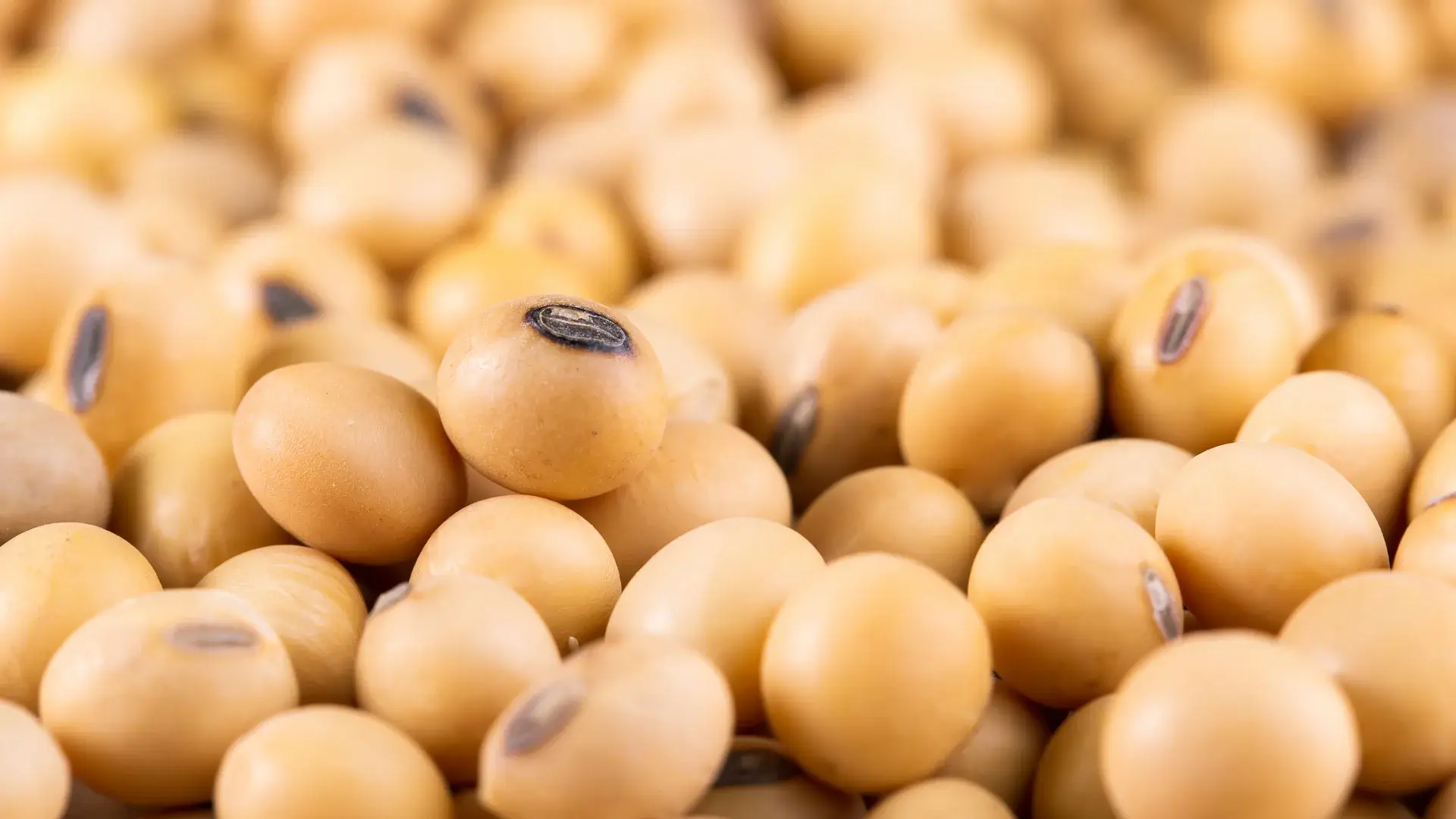 Close-up of dried soybeans