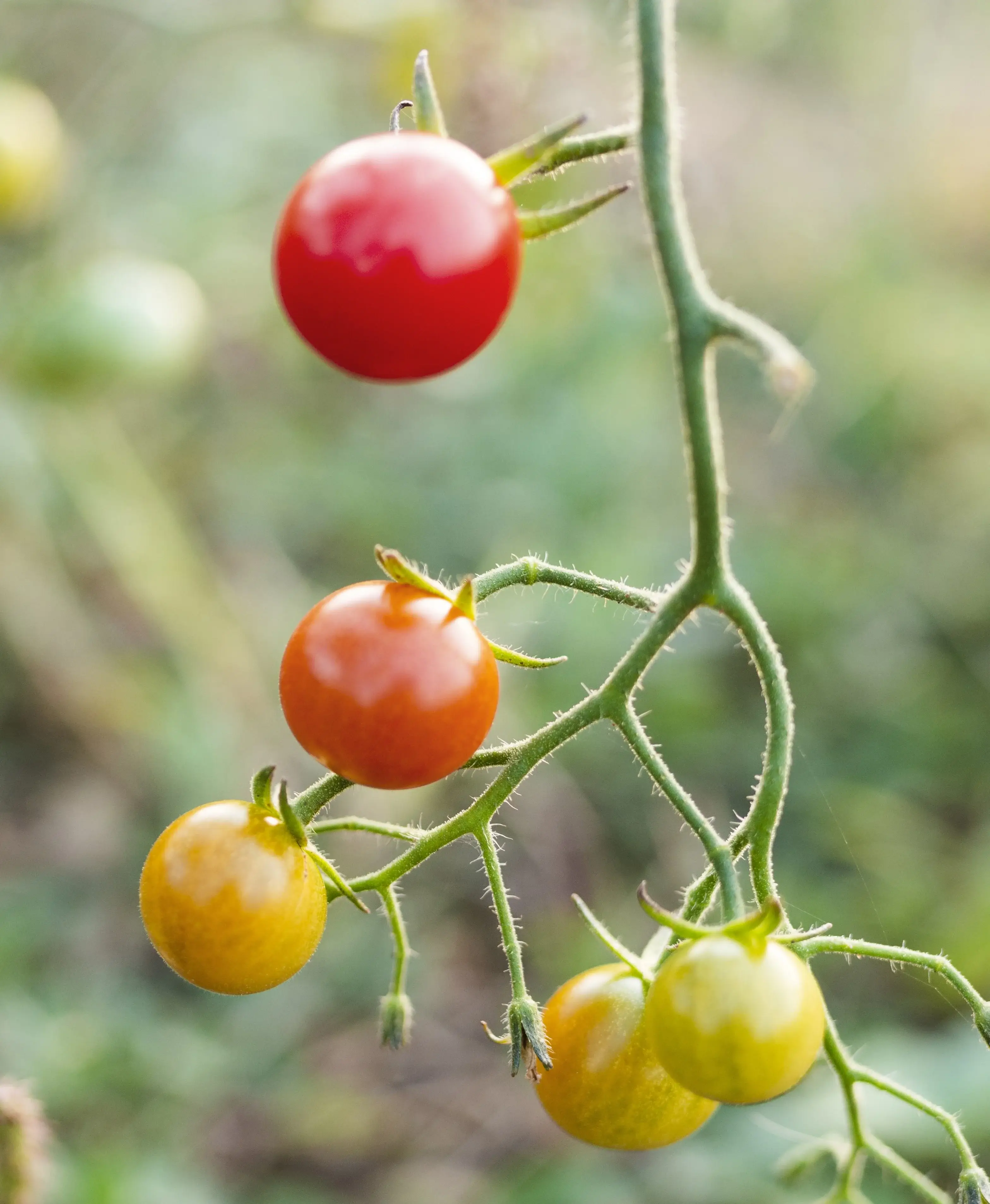 Red and yellow cherry tomatoes ripening on the vine