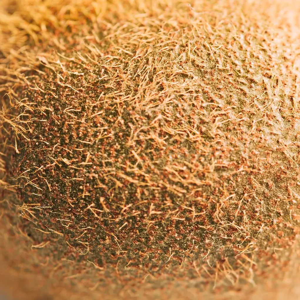 Macro close-up of kiwi fruit skin