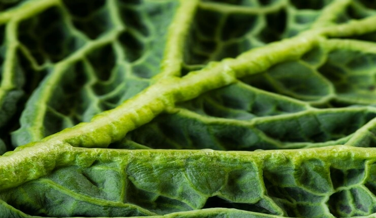 Macro close-up of a green savoy cabbage leaf