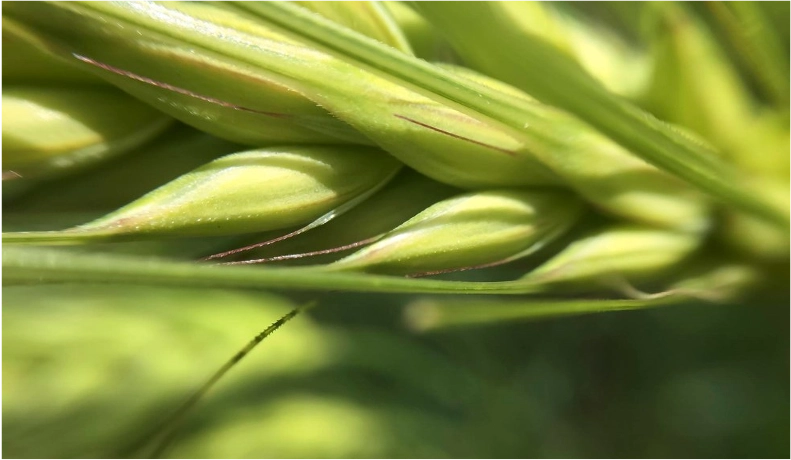 Close-up of green wheat stalks