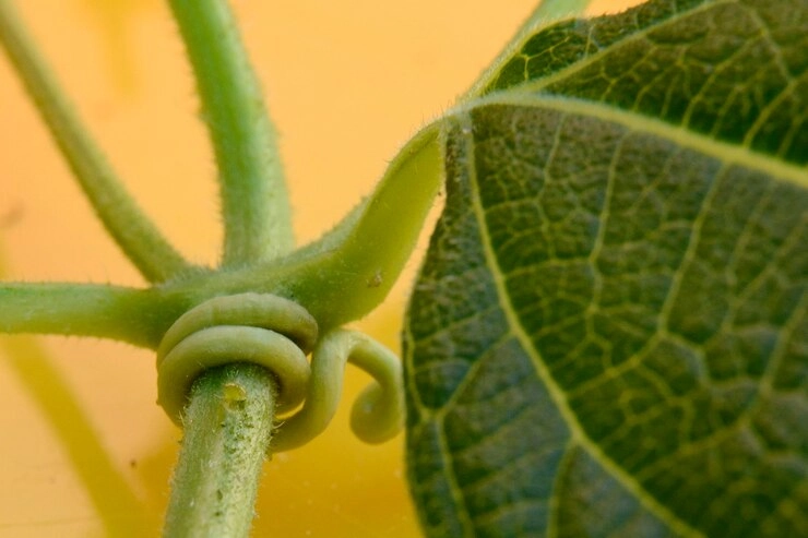Green vine tendril and leaf against a yellow background