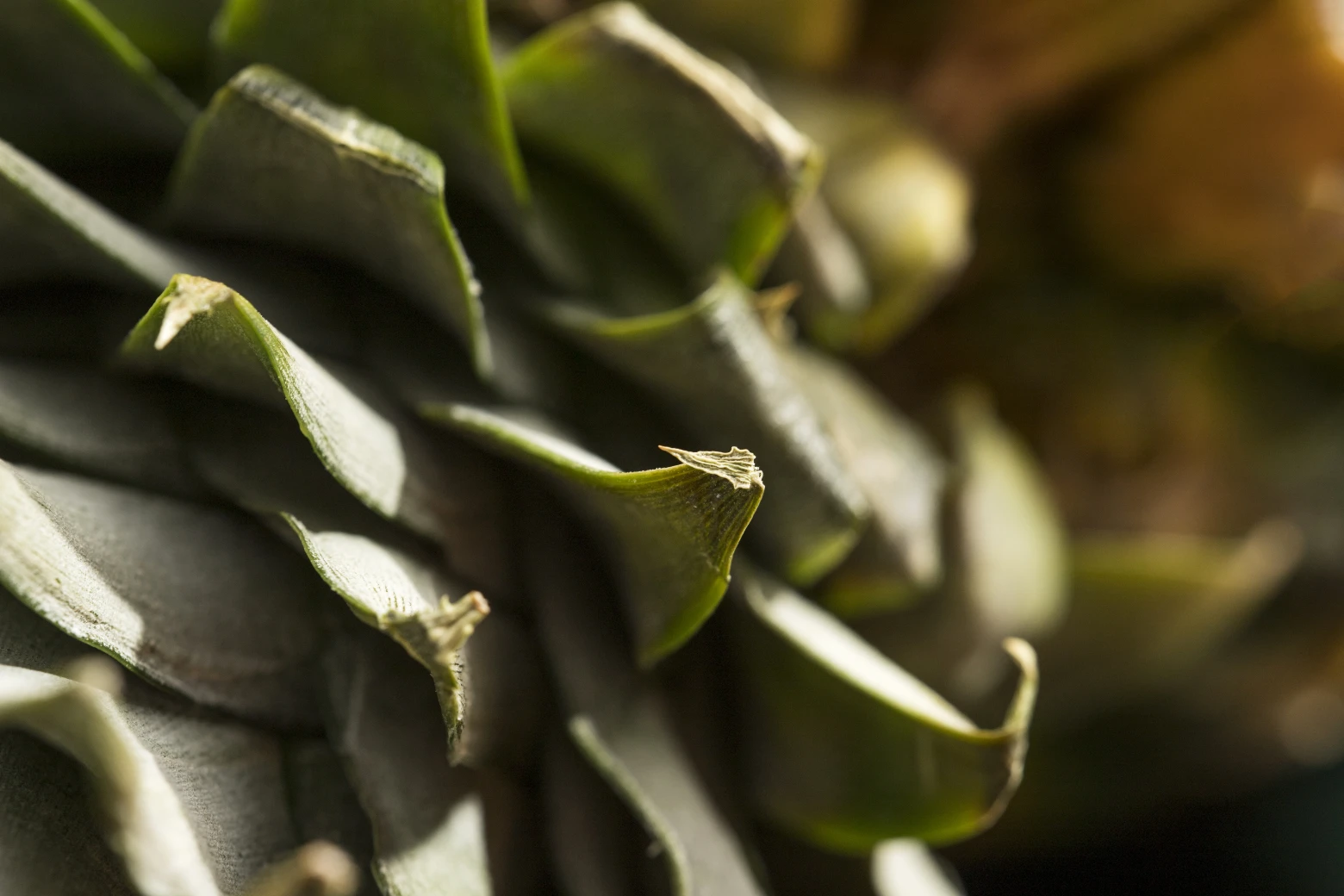 Close-up of dried green leaves