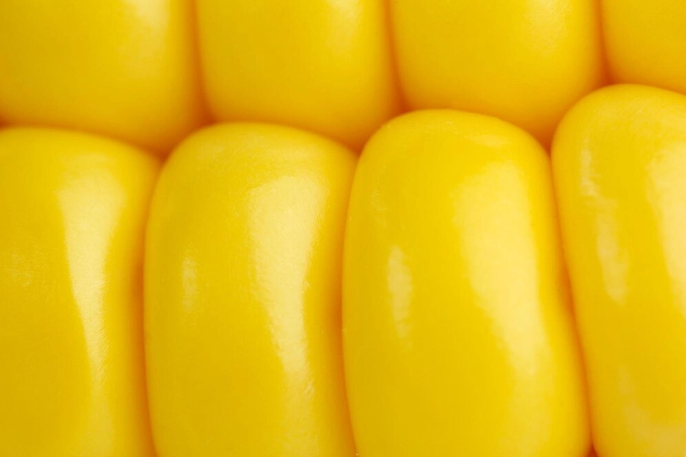 Close-up of yellow corn kernels