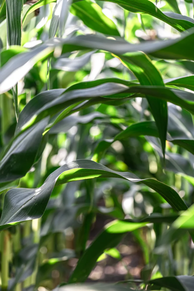 Tall green corn plants in a field