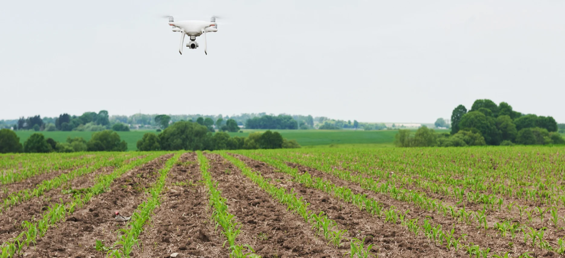 Drone flying over rows of young crops in a farm field