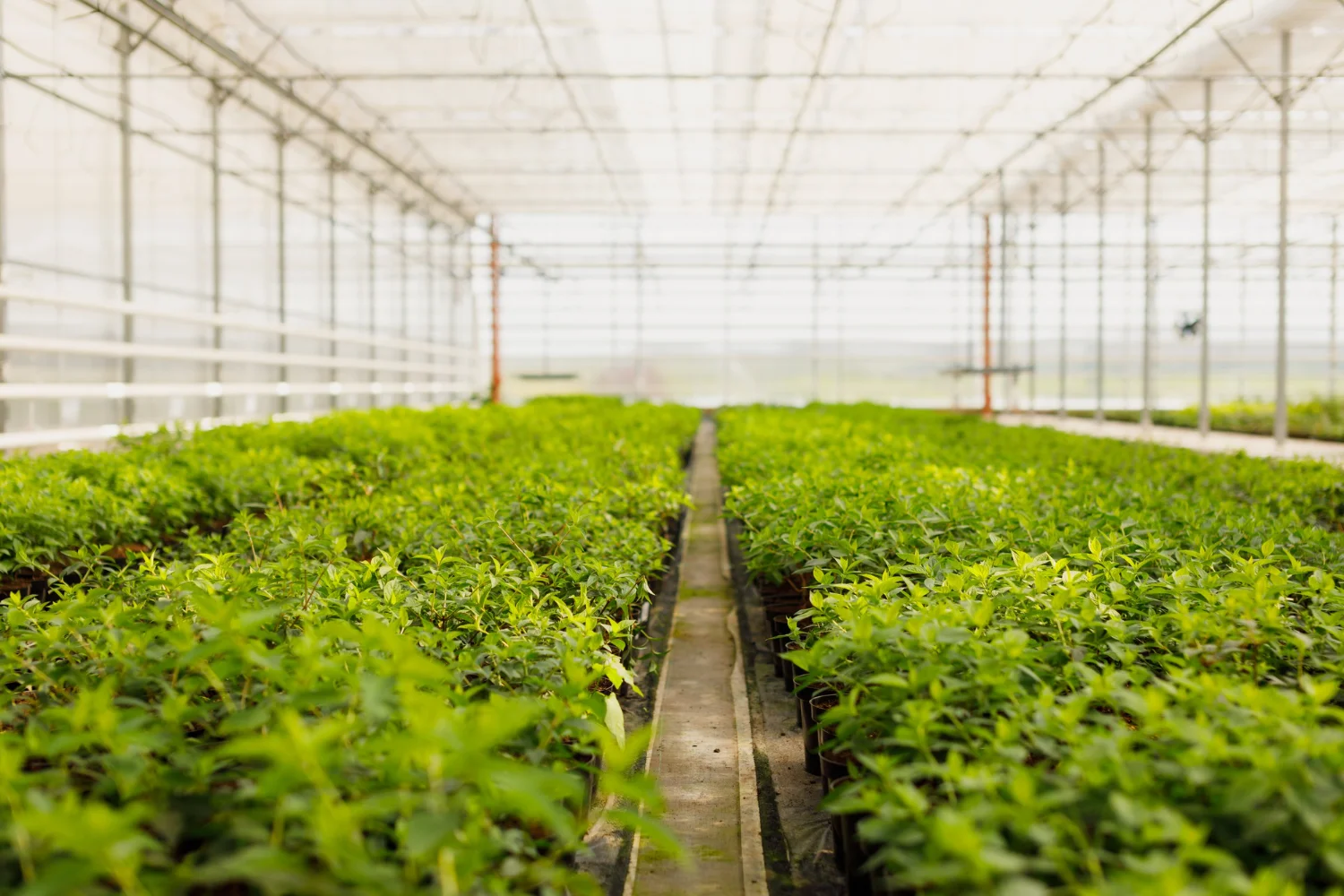 Rows of green plants growing inside a greenhouse