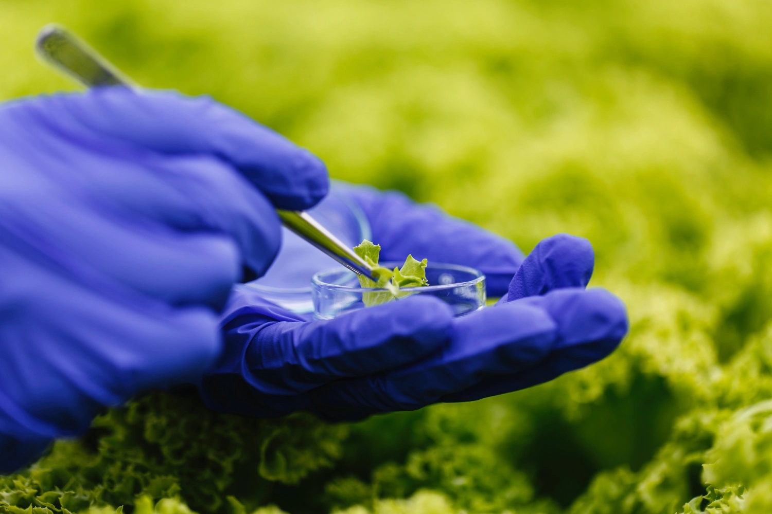 Gloved hand using tweezers to place a plant sample in a petri dish