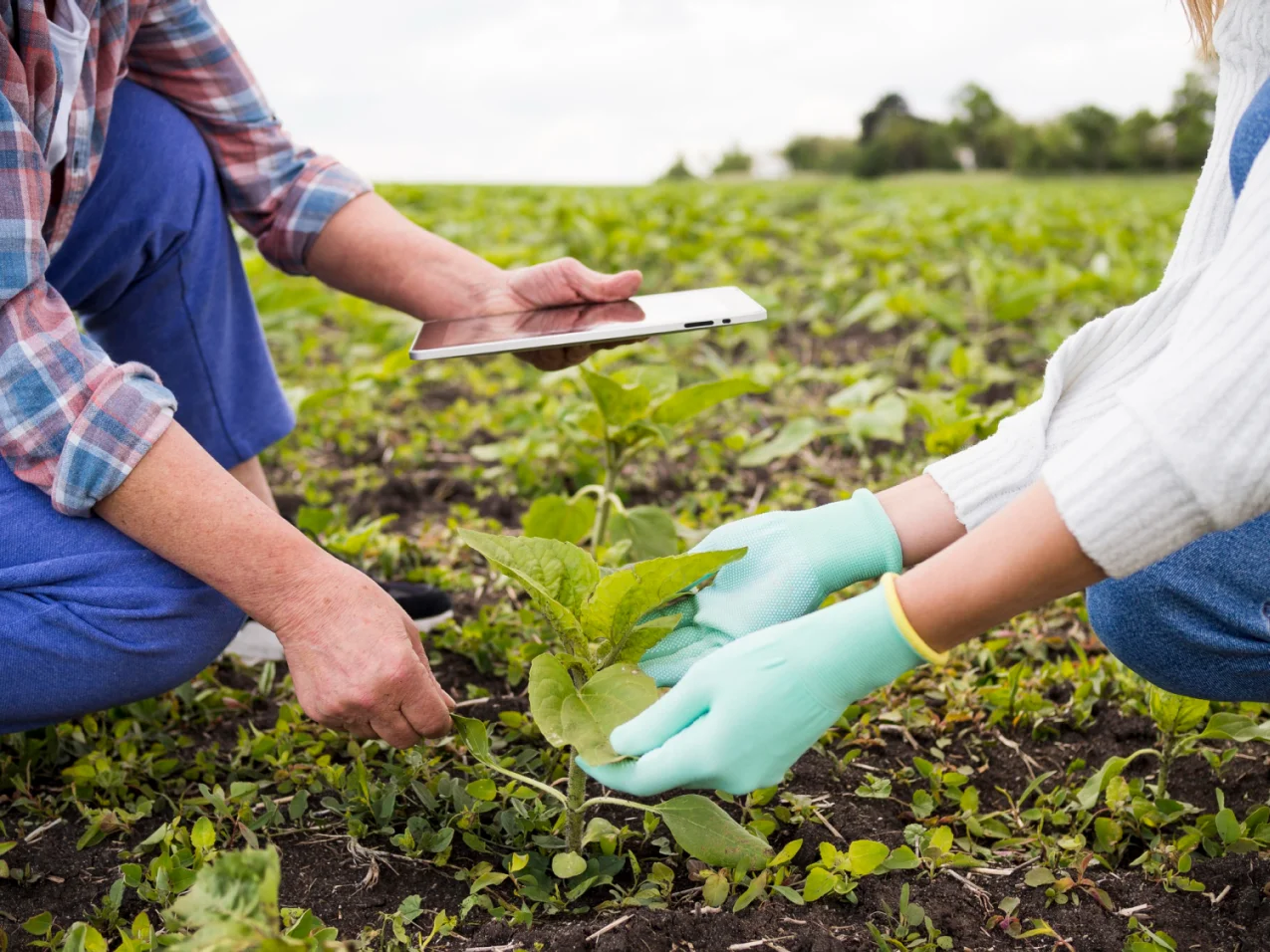 Two people inspecting a young plant in a field while holding a tablet