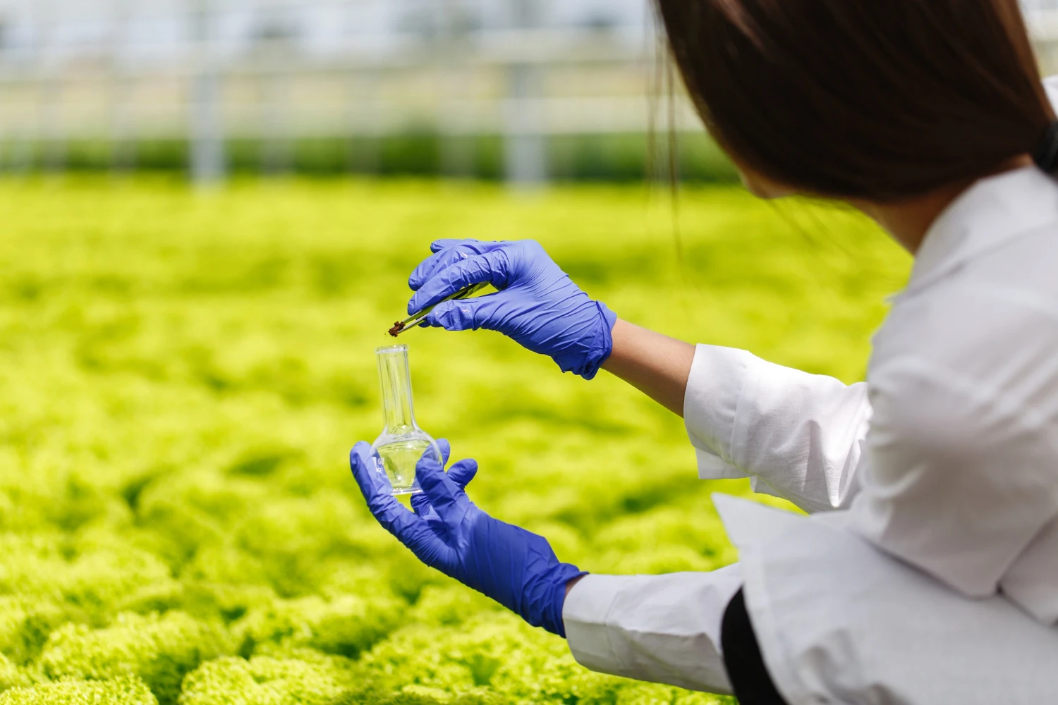 Scientist in gloves testing a sample above rows of lettuce in a greenhouse
