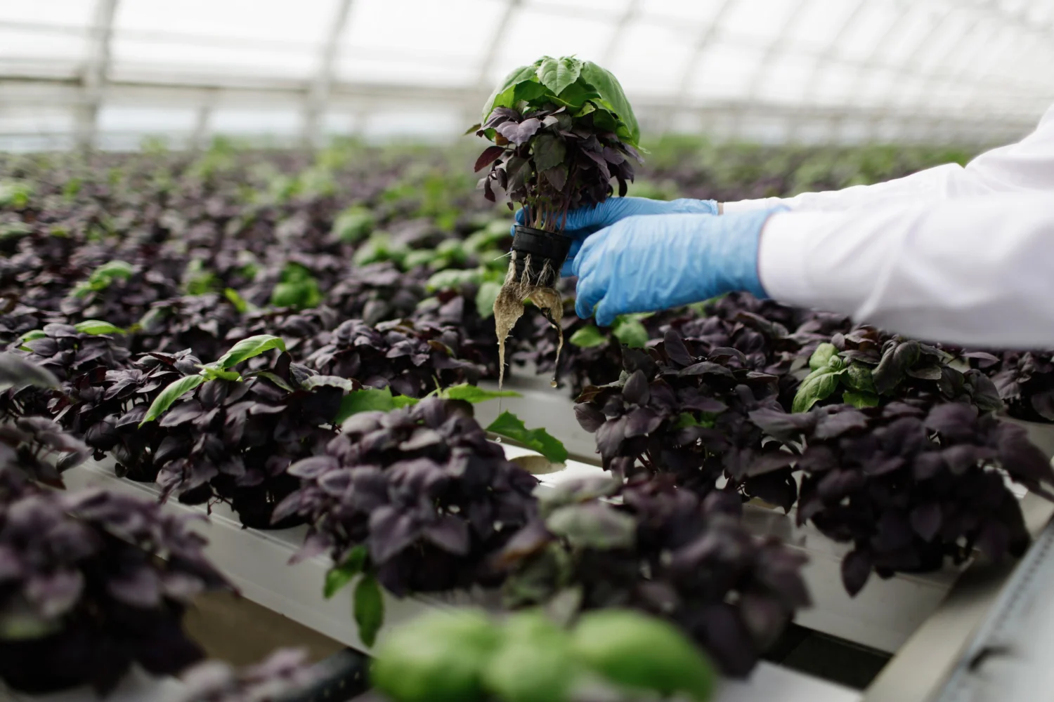 Gloved hand lifting a purple basil plant from rows of seedlings in a greenhouse