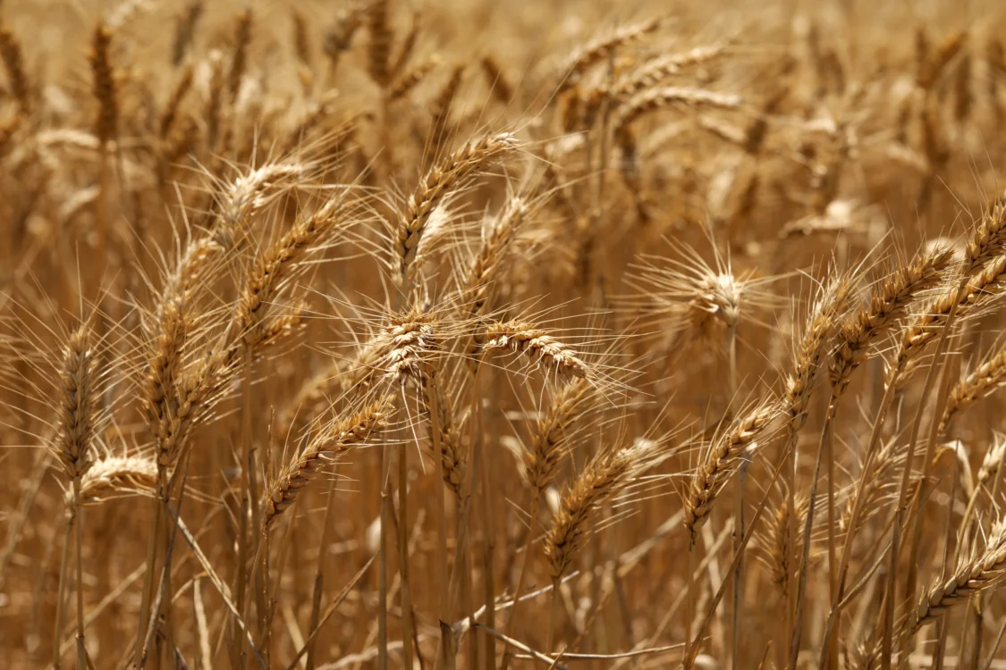 Close-up of golden wheat heads in a field ready for harvest