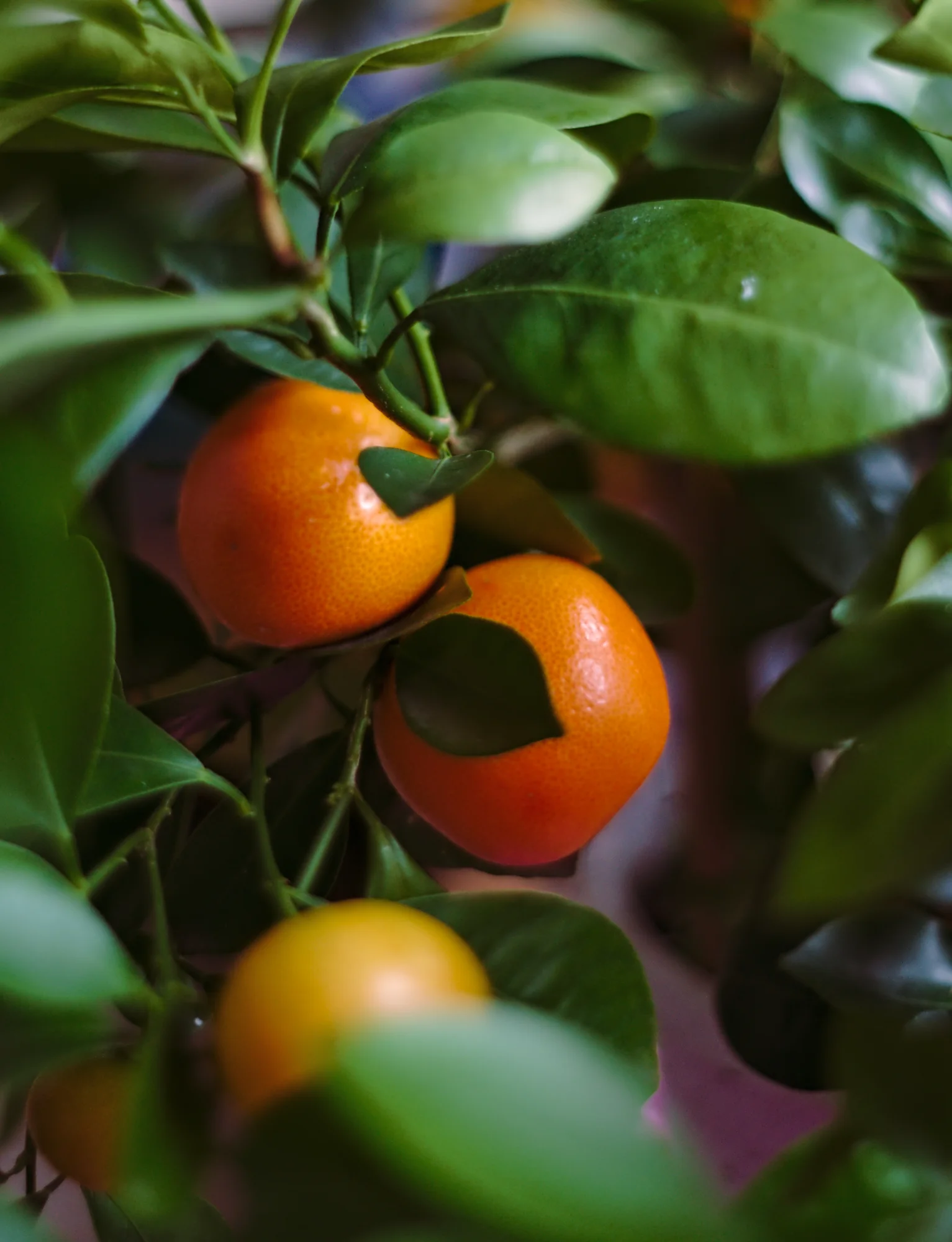 Ripe mandarin oranges growing among green leaves on a citrus tree