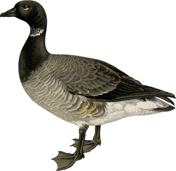 Atlantic waves on Donegal shore