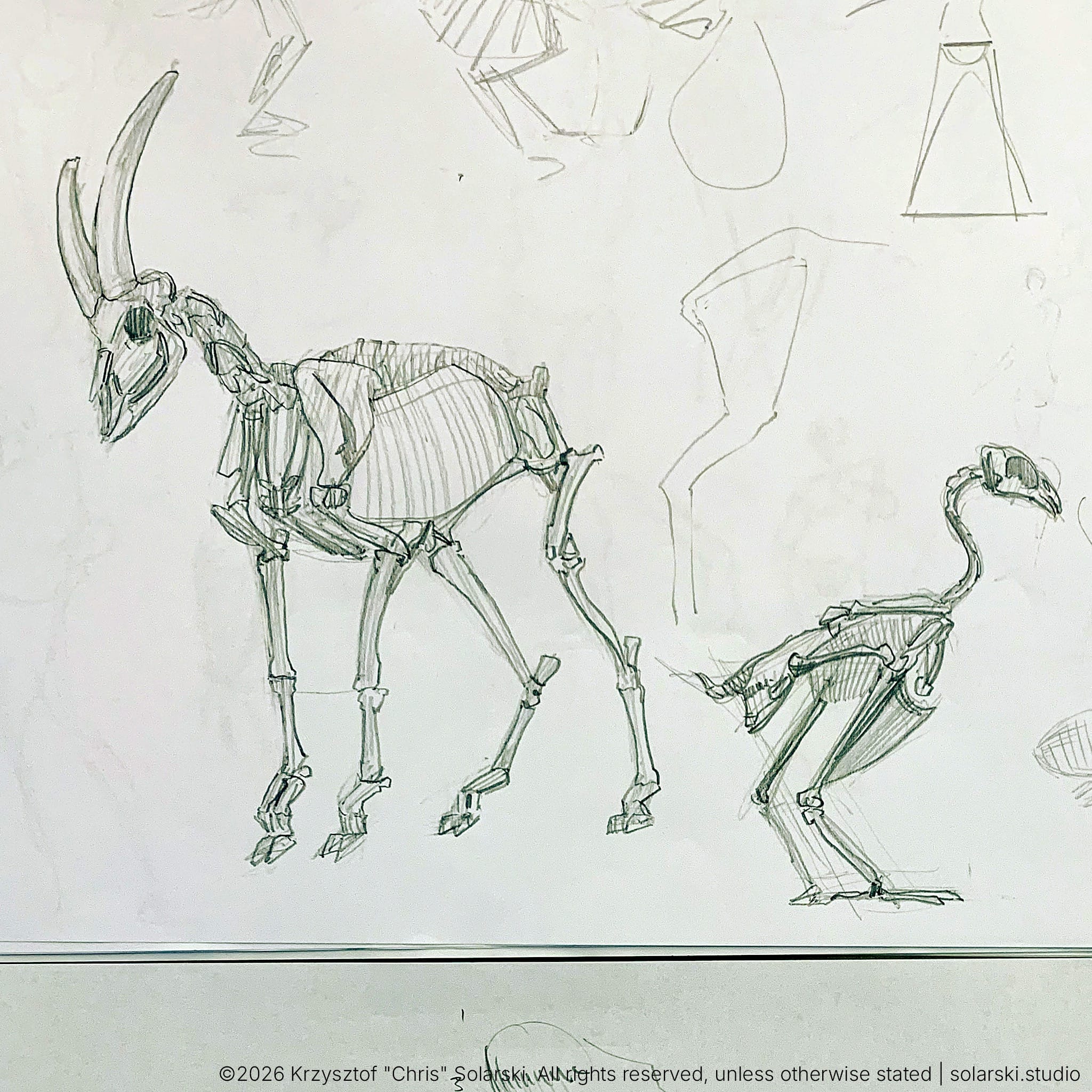 Animal Anatomy Studies