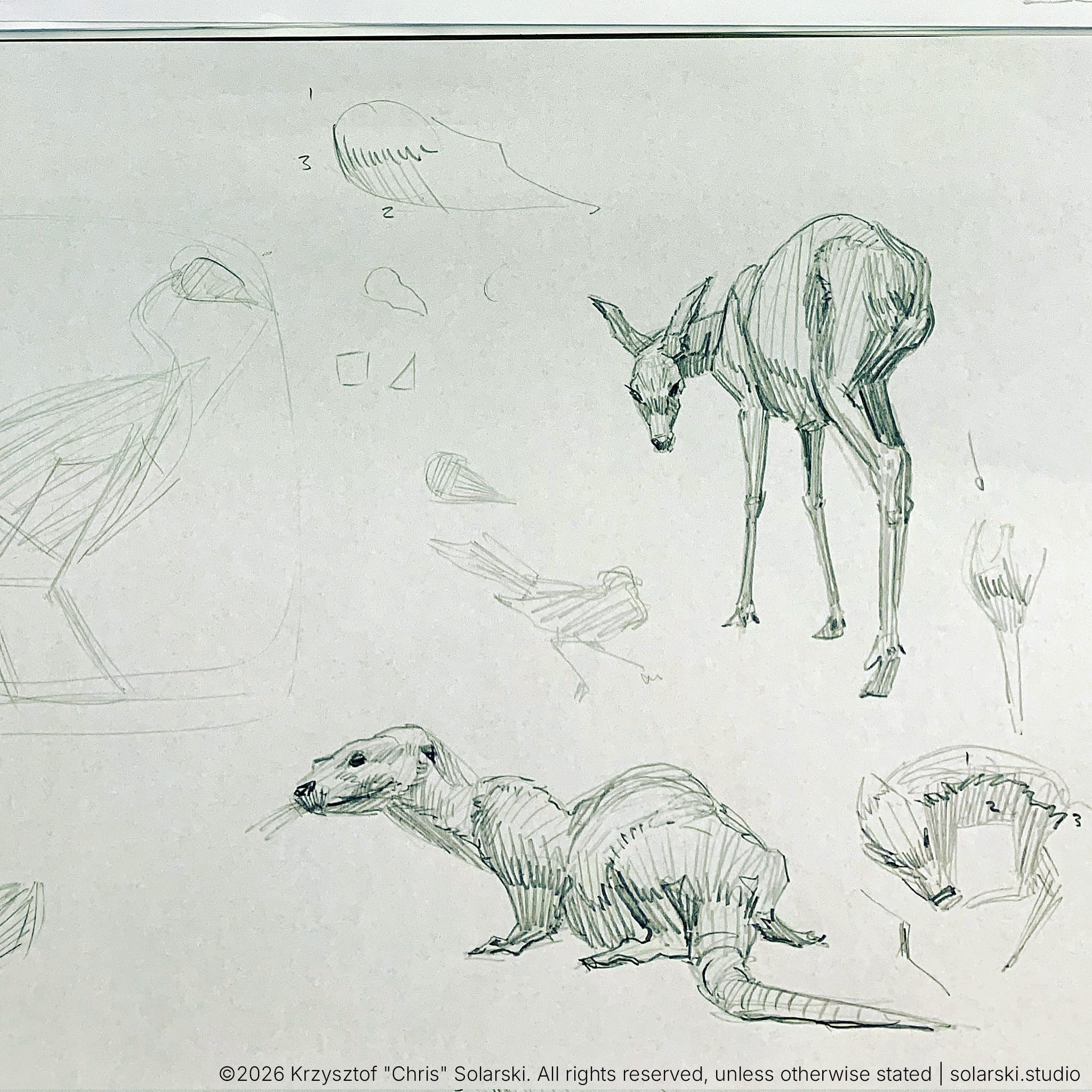 Animal Studies