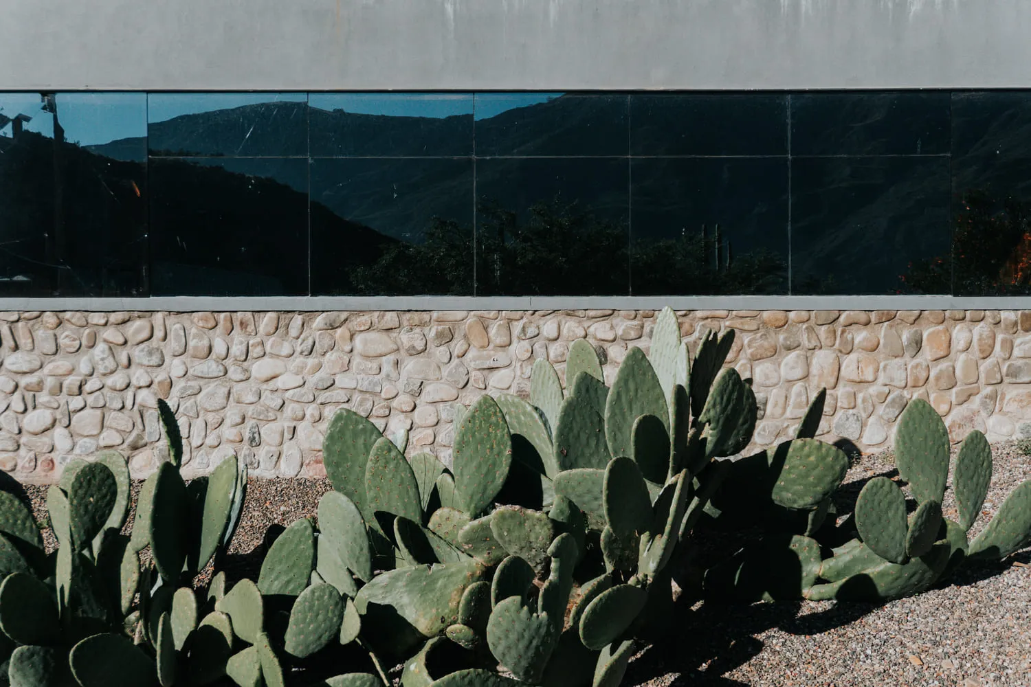 Cactus junto a un muro de piedra con una ventana alargada.