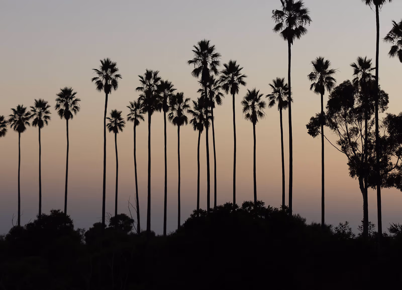 Palm trees at sunset