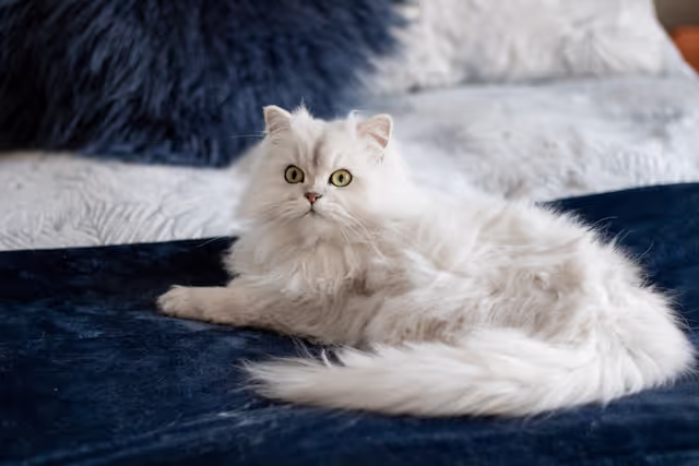 Cute Cat