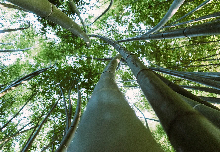 bamboo forest with perspective looking upward