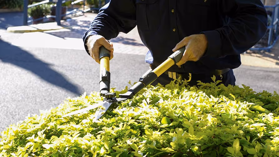 Person trimming green bushes with shears.