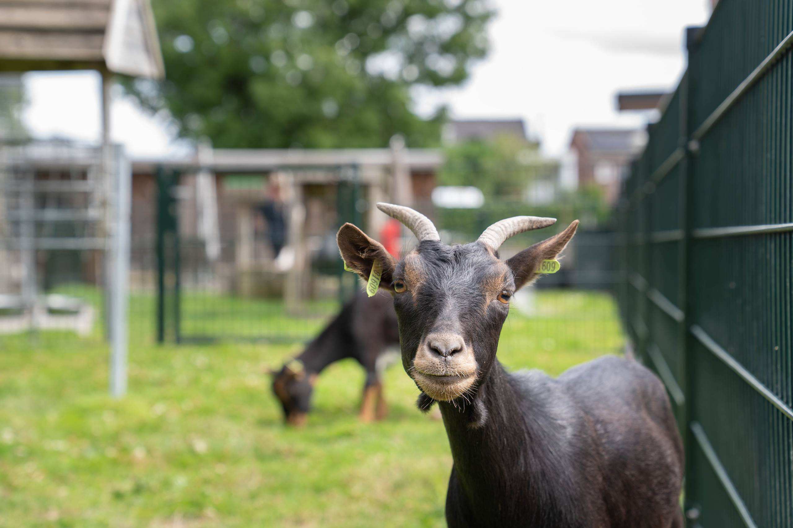 Woonzorglocatie Eekhof sfeerbeeld binnentuin dieren