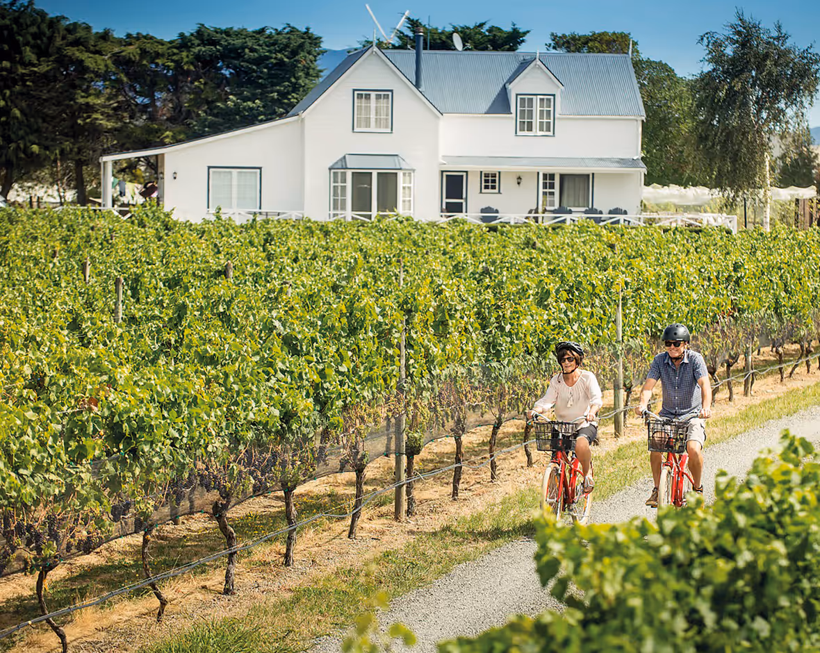Couple wearing helmets riding bikes on a gravel path beside leafy grapevines with a white house in the background.
