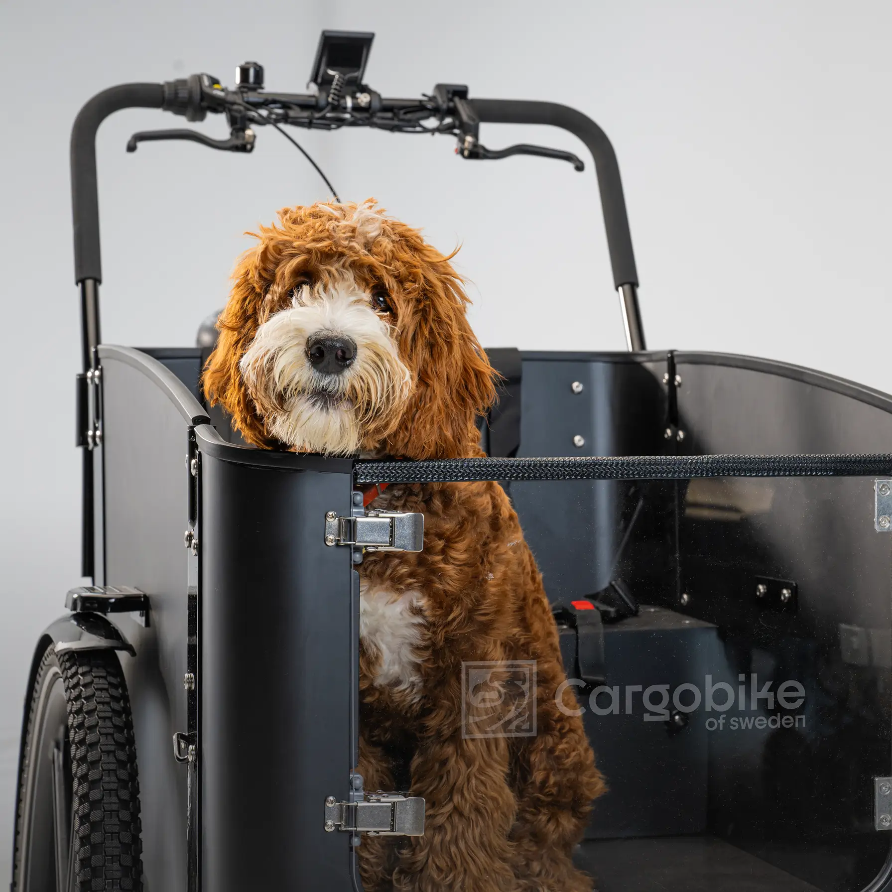 fluffy dog in cargobike