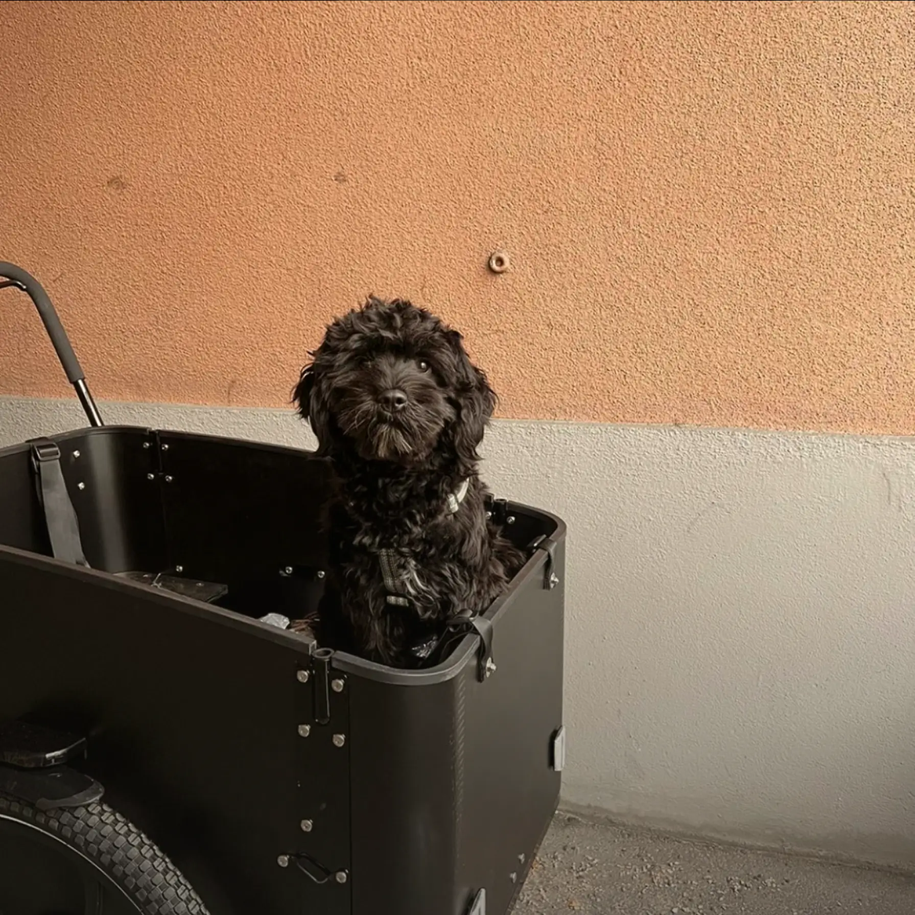Black dog in cargobike