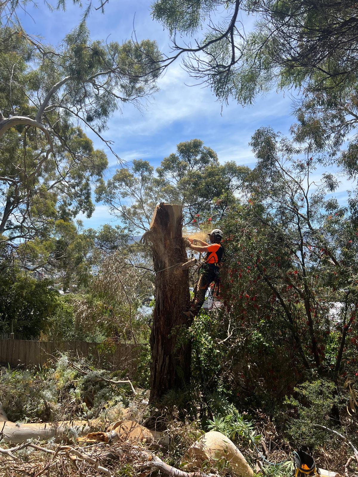 What to Expect During a Professional Tree Removal Service