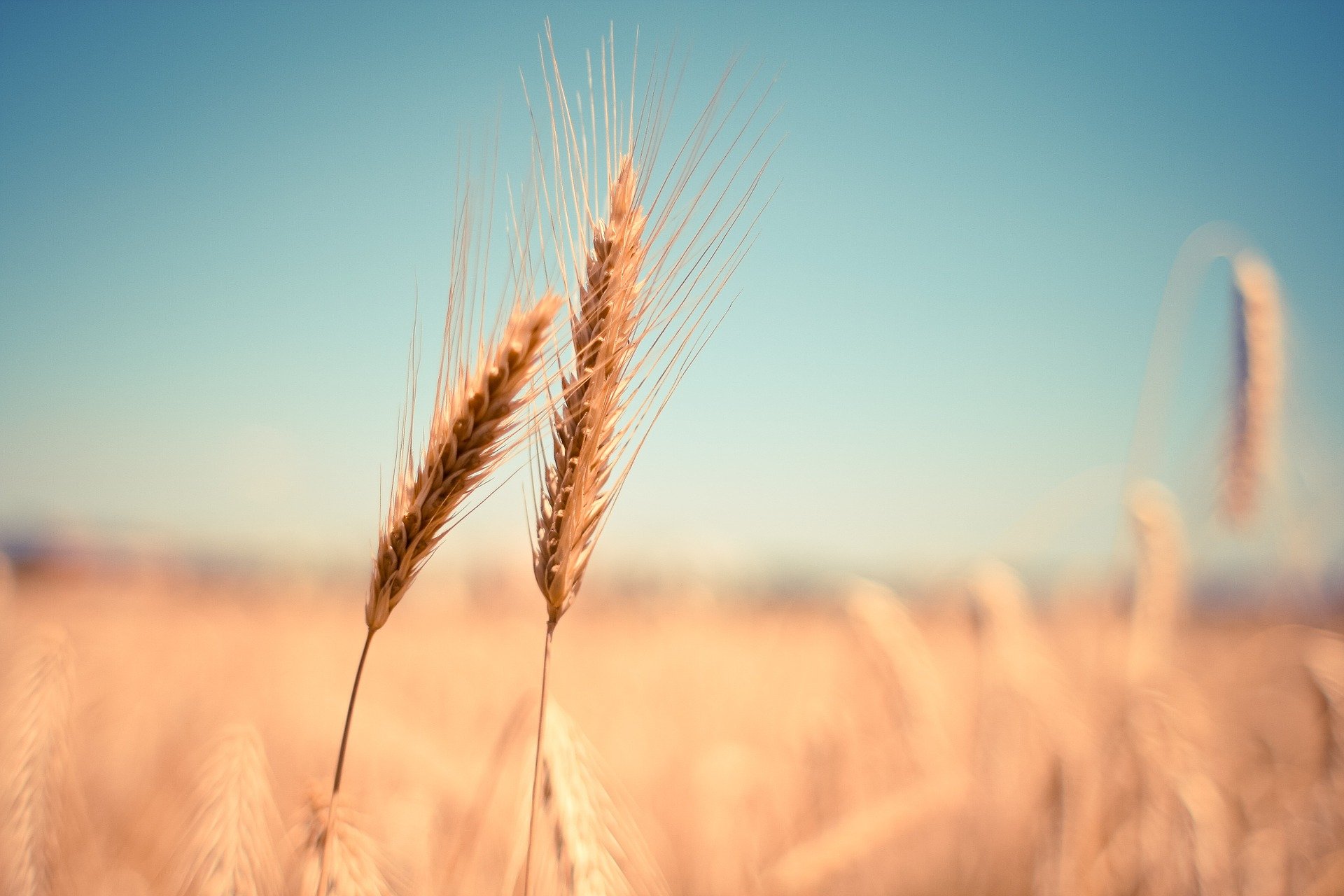 Image répresantant un champ de blé avec un épis de blé au premier plan