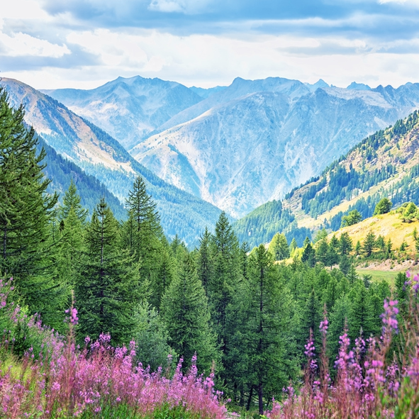 Image avec des montagnes et des sapin région Auvergne Rhône-Alpes