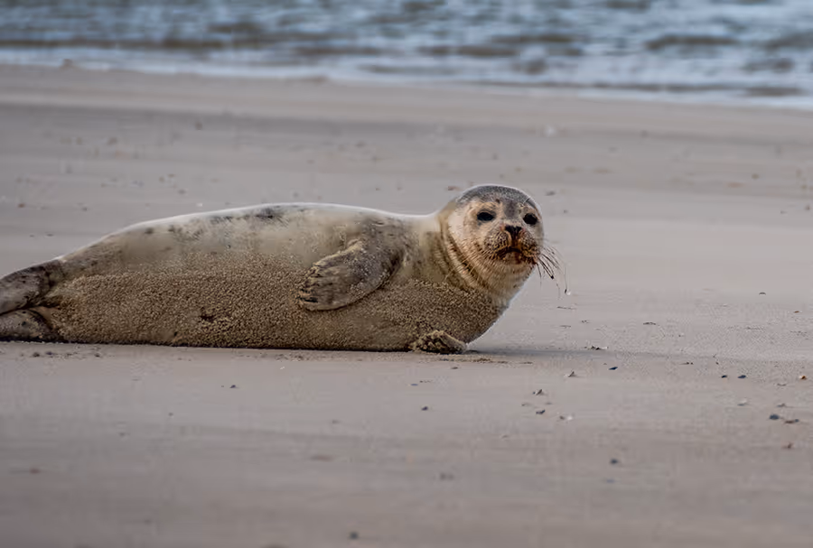 Eine am Strand von Langeoog liegende, sandbedeckte Seehundrobbe mit Blick zum Betrachter.