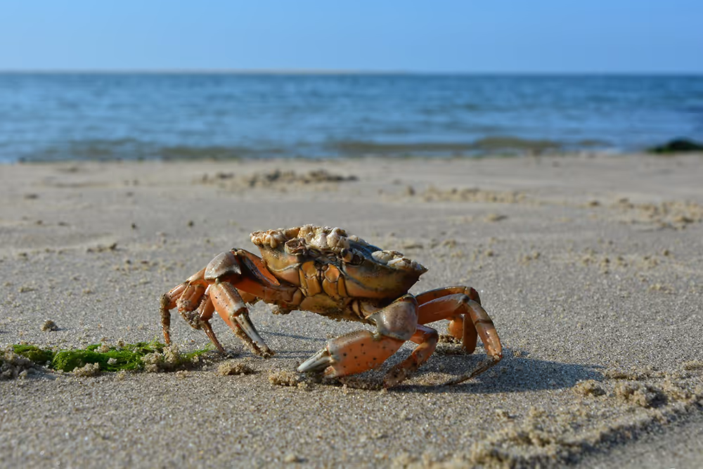 Eine Krabbe, die auf einem Sandstrand nahe der Nordsee krabbelt, im Hintergrund das Meer und der blaue Himmel.