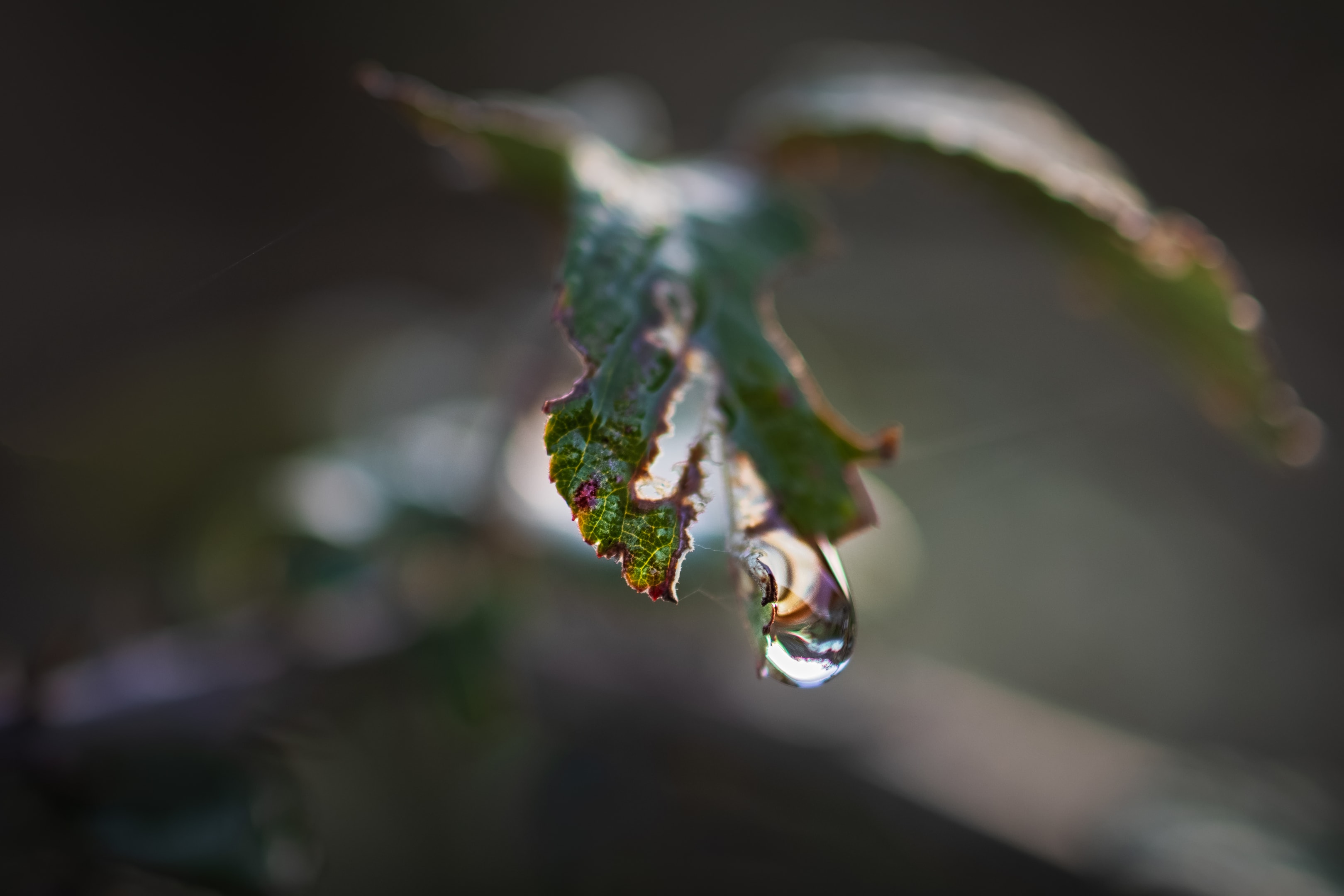 Depth of Field in Photography: A Practical Masterclass