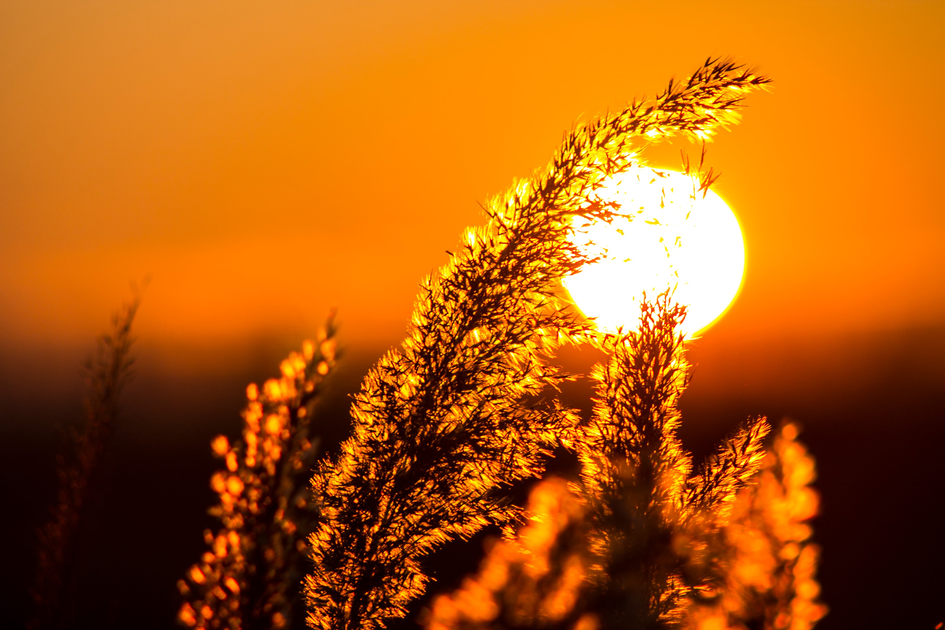 sunset through plants