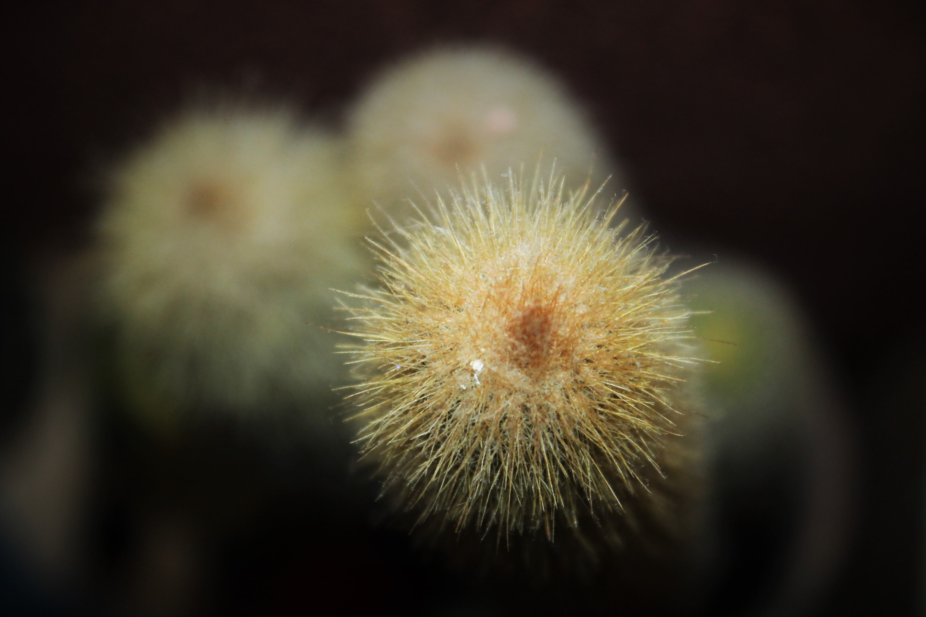 Close-up of spiked plant